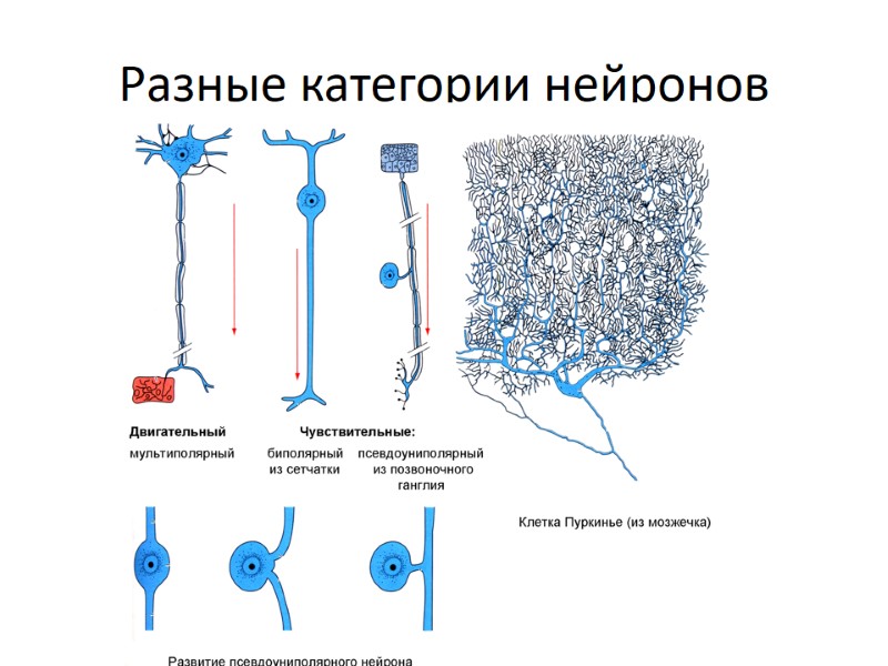 Разные категории нейронов